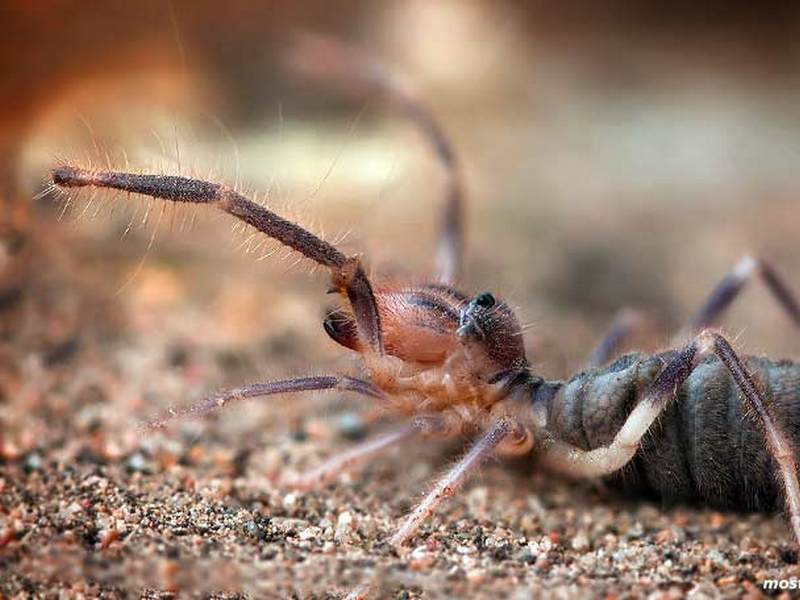 Обыкновенная фаланга